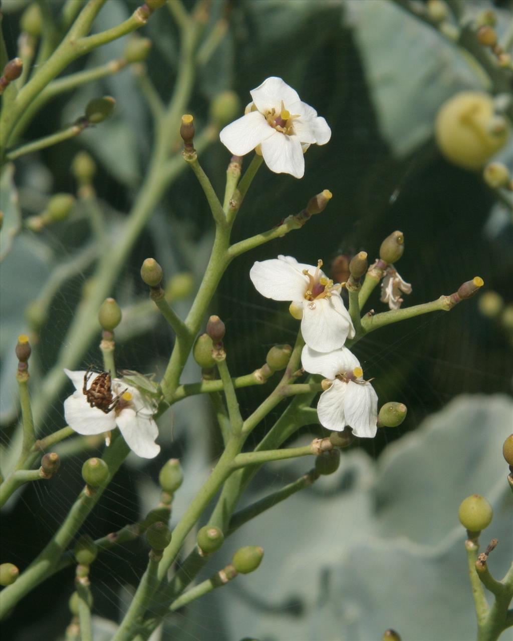 Crambe maritima (door Willem Braam)