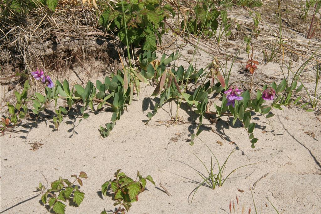 Lathyrus japonicus (door Willem Braam)