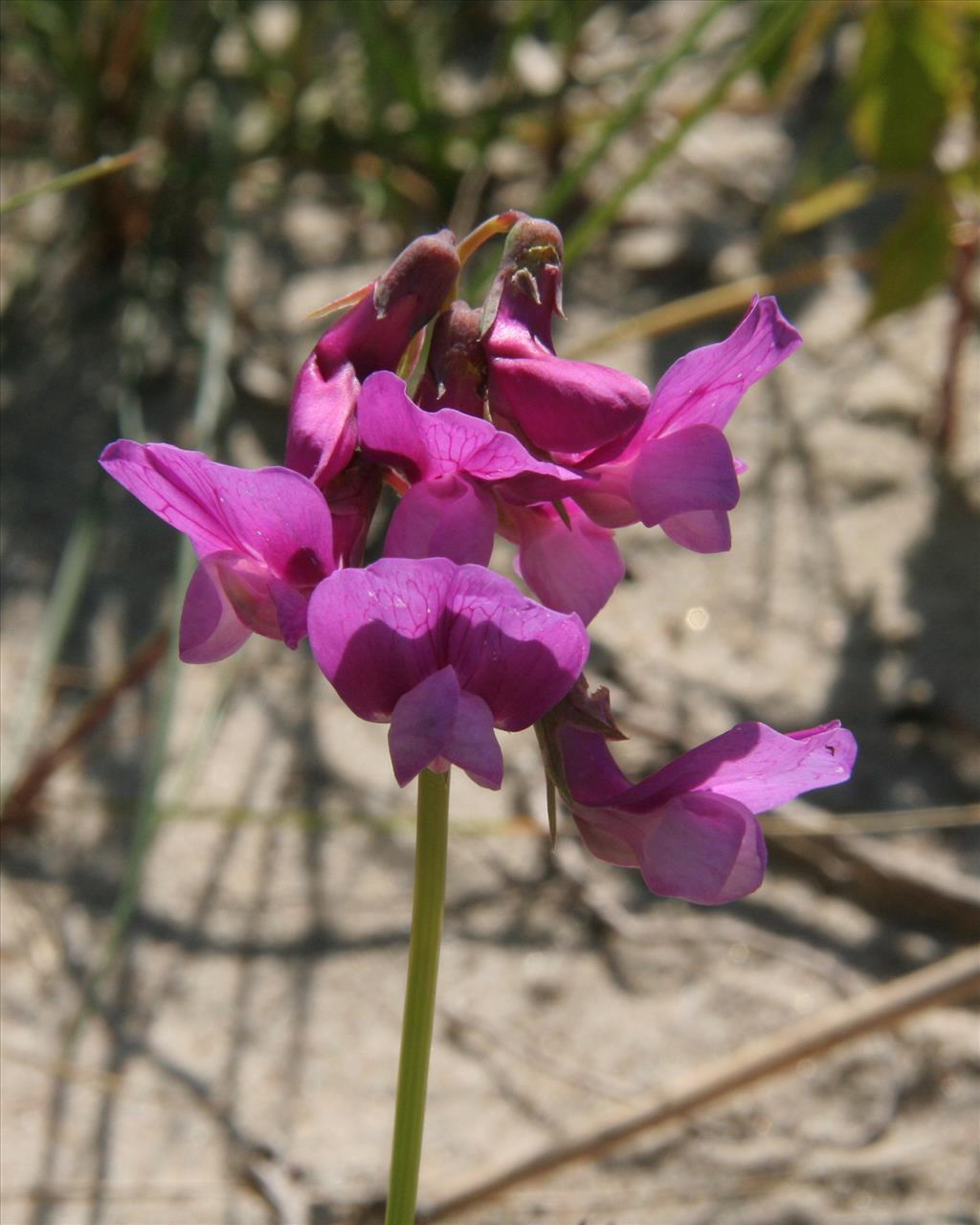 Lathyrus japonicus (door Willem Braam)