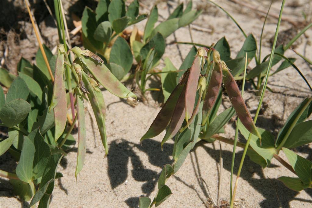 Lathyrus japonicus (door Willem Braam)