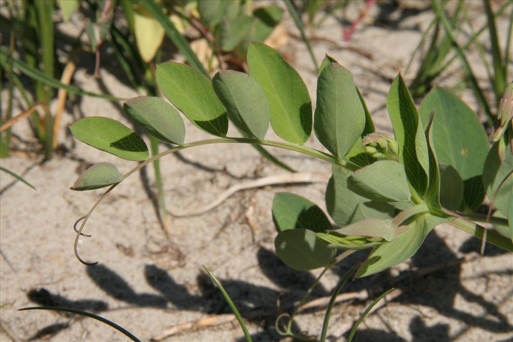 Lathyrus japonicus (door Willem Braam)