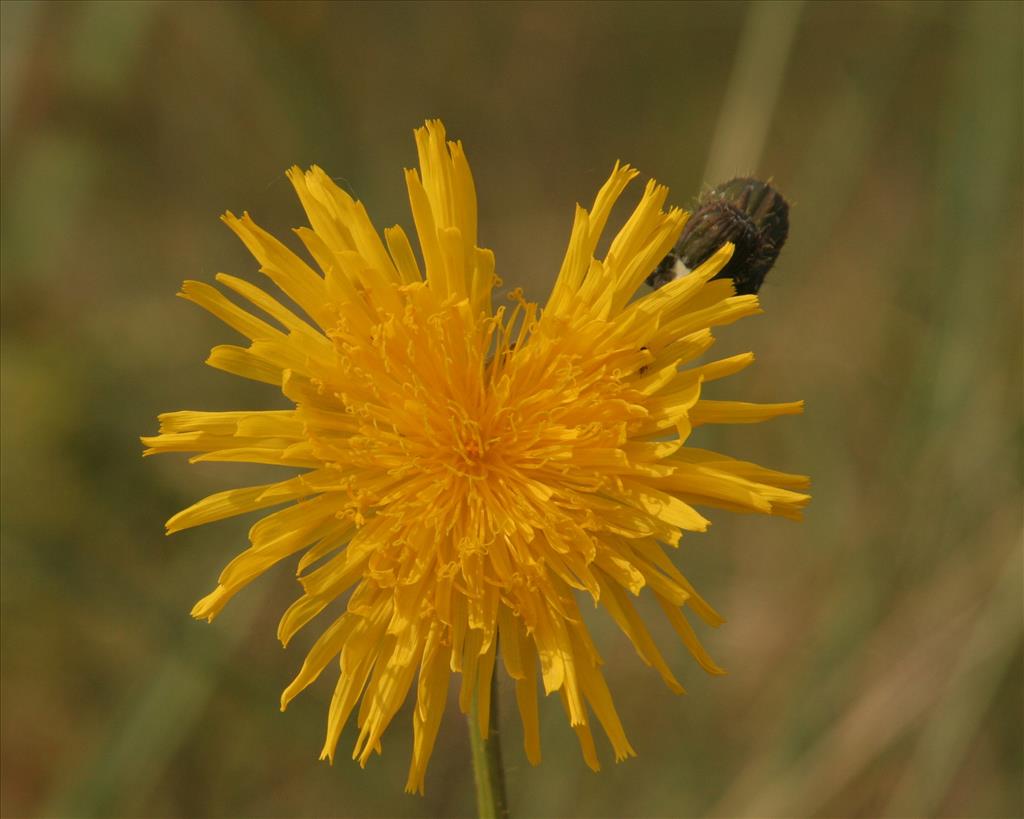 Sonchus arvensis var. maritimus (door Willem Braam)