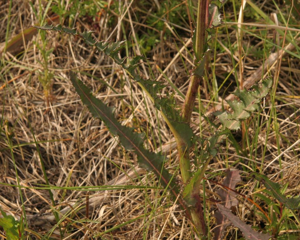 Sonchus arvensis var. maritimus (door Willem Braam)