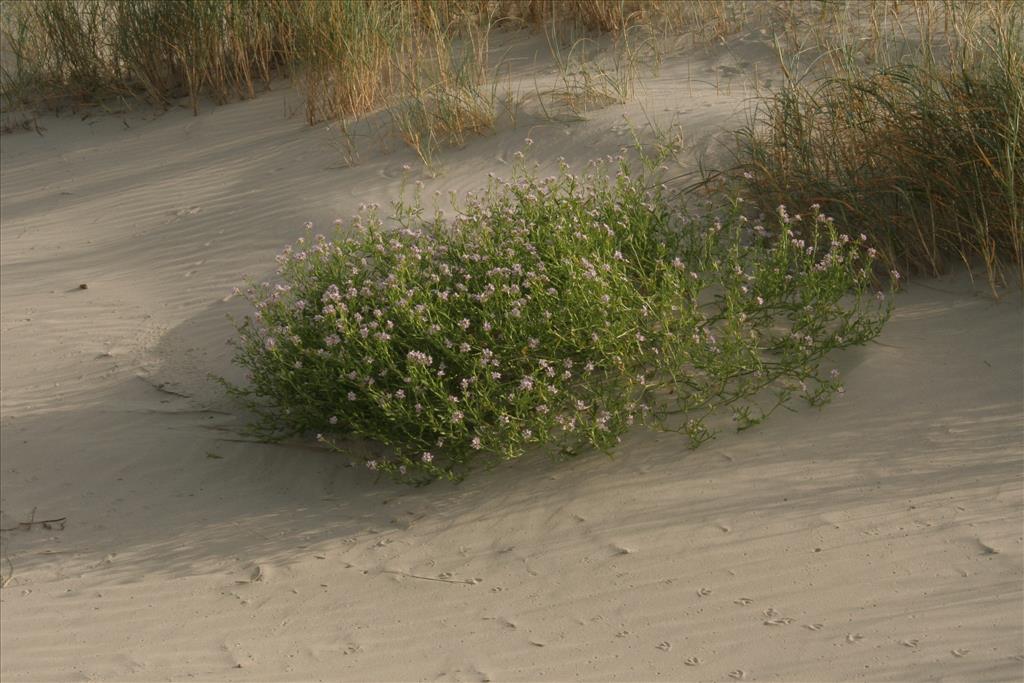 Cakile maritima (door Willem Braam)