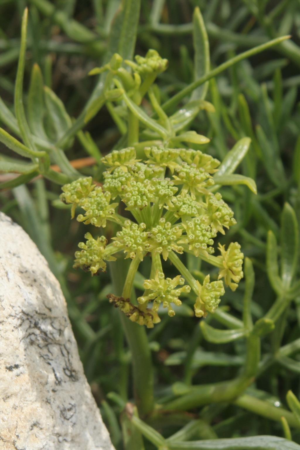 Crithmum maritimum (door Willem Braam)