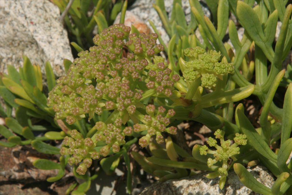 Crithmum maritimum (door Willem Braam)