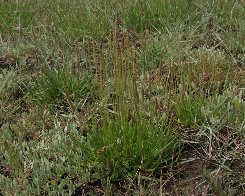 Plantago maritima (door Willem Braam)