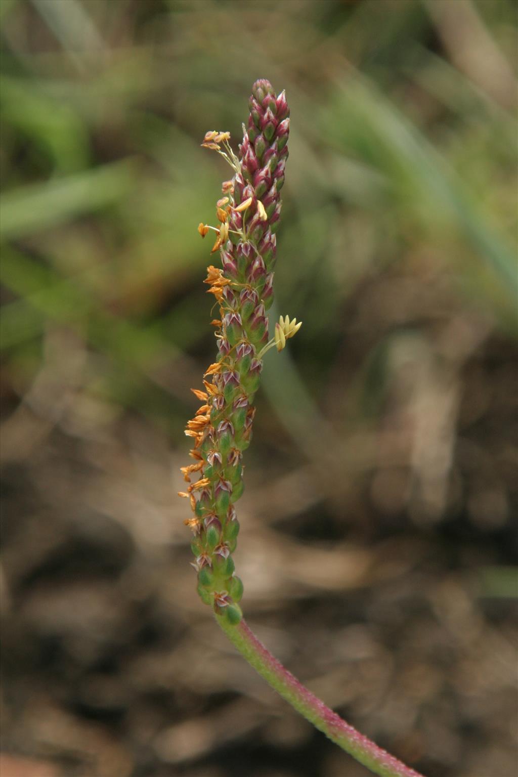 Plantago maritima (door Willem Braam)