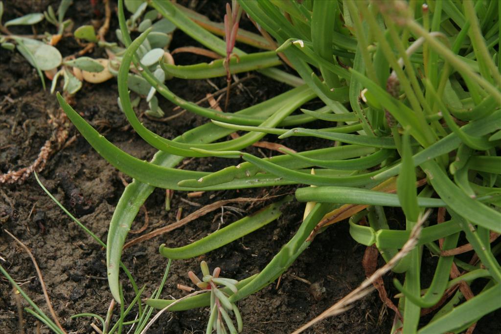 Plantago maritima (door Willem Braam)