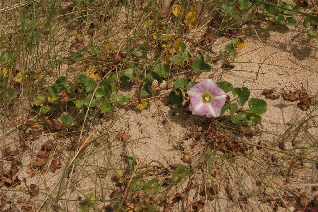 Convolvulus soldanella (door Willem Braam)