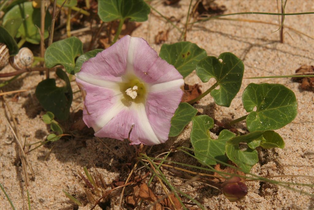 Convolvulus soldanella (door Willem Braam)