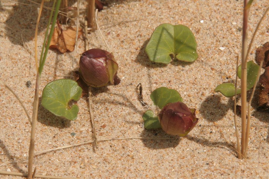 Convolvulus soldanella (door Willem Braam)