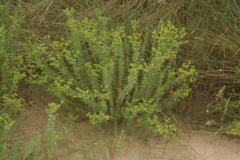 Euphorbia paralias (door Willem Braam)