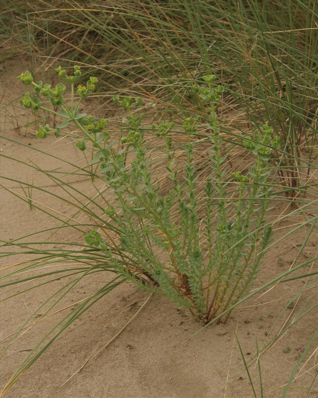 Euphorbia paralias (door Willem Braam)