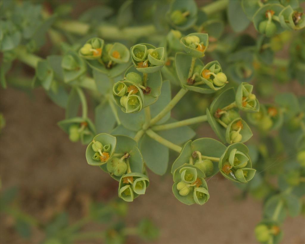 Euphorbia paralias (door Willem Braam)