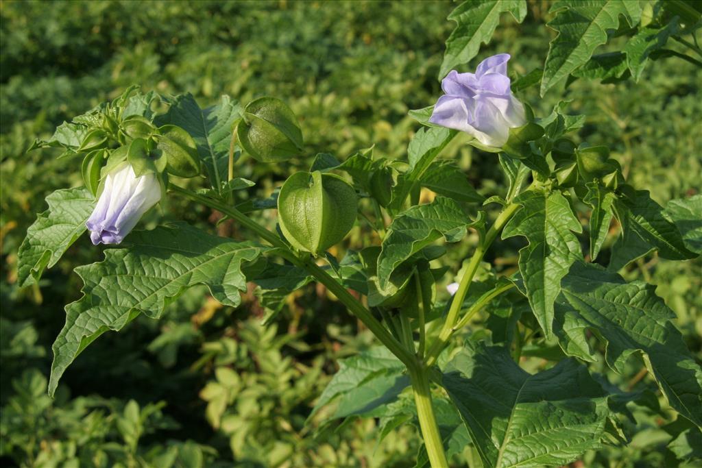 Nicandra physalodes (door Willem Braam)