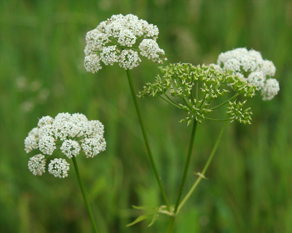 Aegopodium podagraria (door Willem Braam)