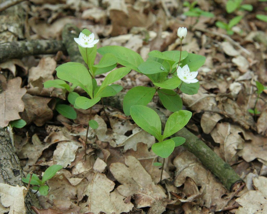 Trientalis europaea (door Willem Braam)