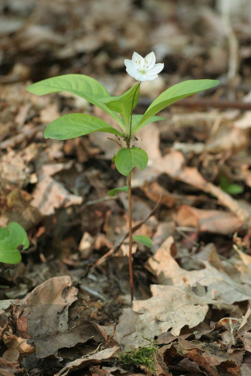 Trientalis europaea (door Willem Braam)