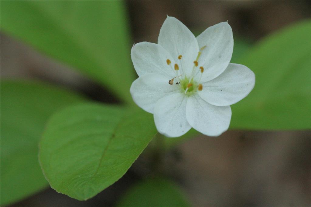 Trientalis europaea (door Willem Braam)