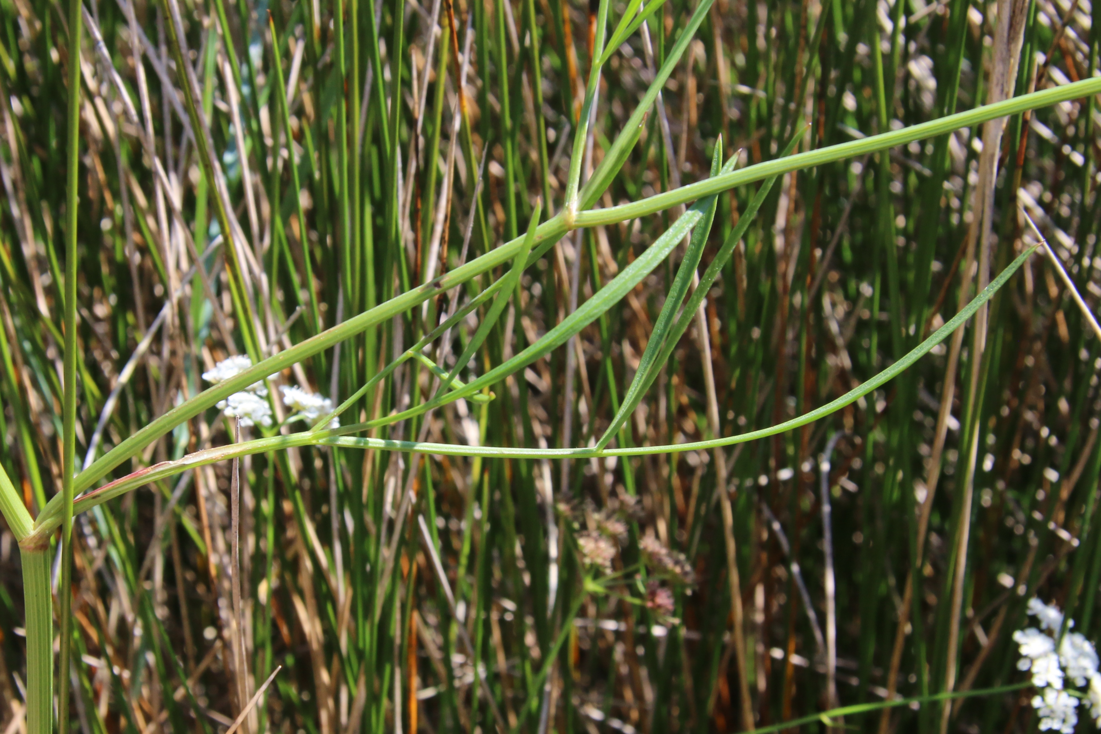 Oenanthe lachenalii (door Willem Braam)