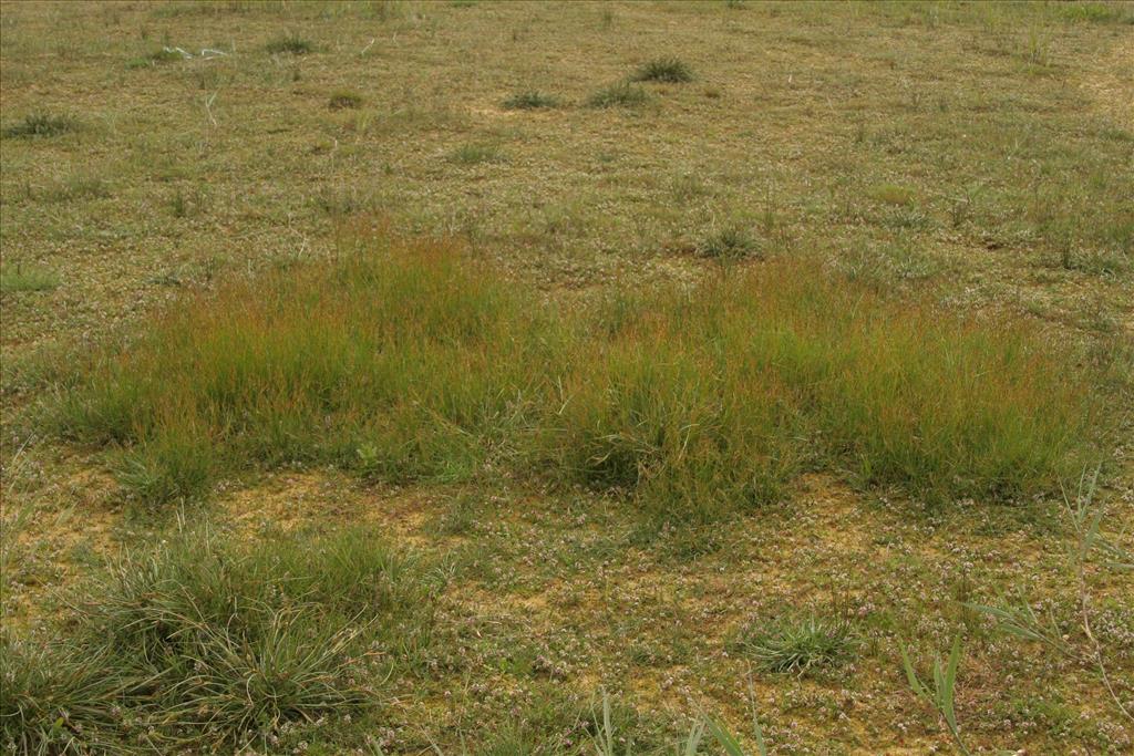 Juncus gerardii (door Willem Braam)