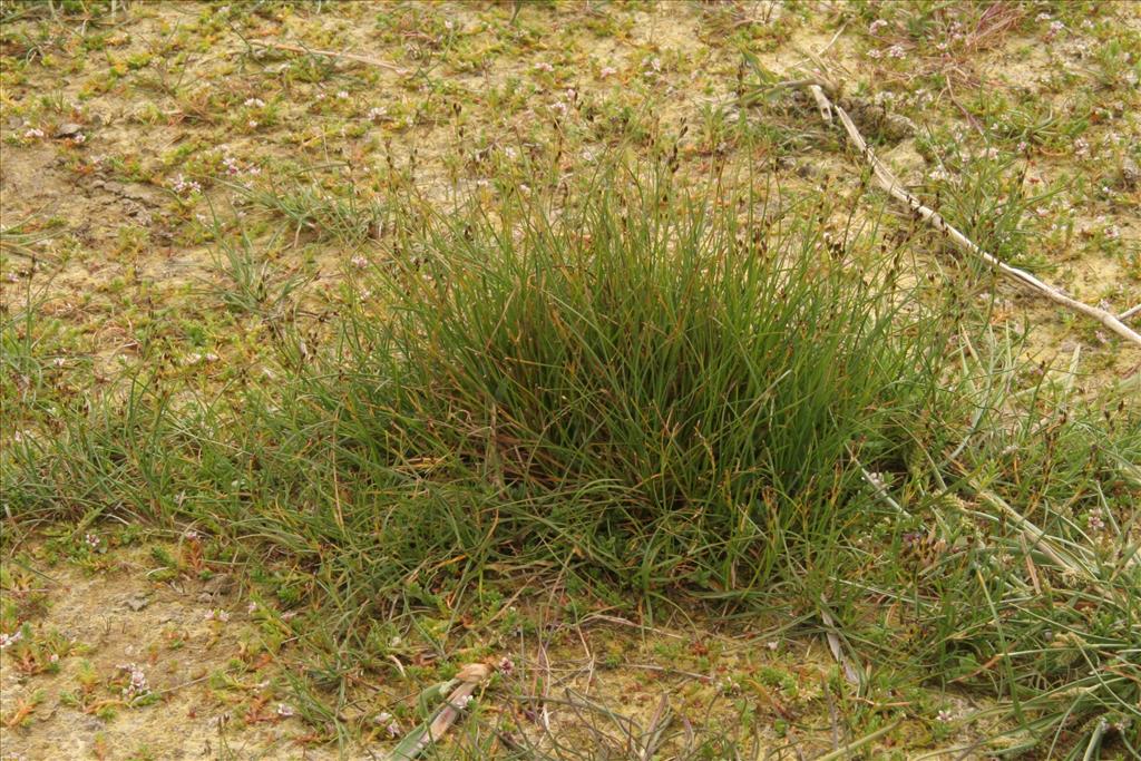 Juncus gerardii (door Willem Braam)