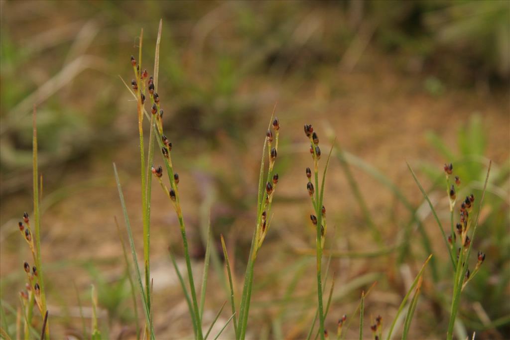 Juncus gerardii (door Willem Braam)