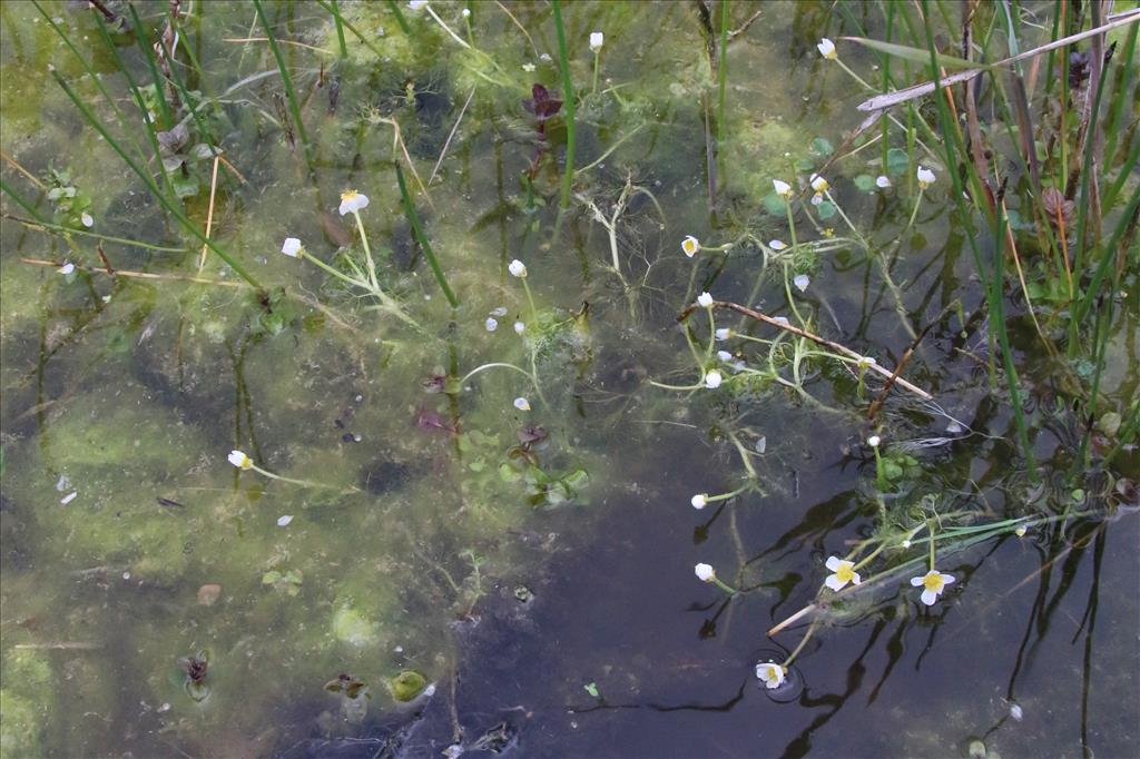 Ranunculus baudotii (door Willem Braam)