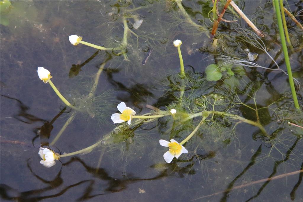 Ranunculus baudotii (door Willem Braam)