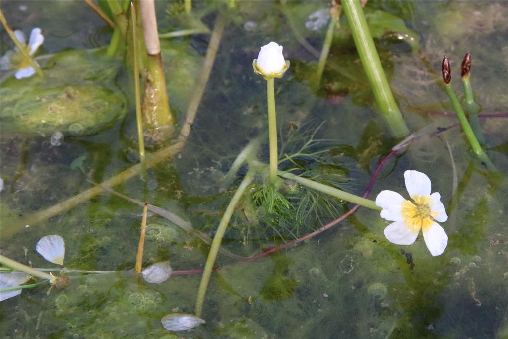 Ranunculus baudotii (door Willem Braam)