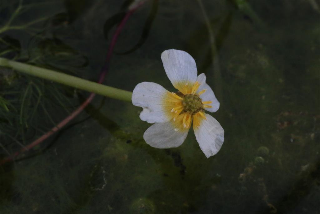 Ranunculus baudotii (door Willem Braam)