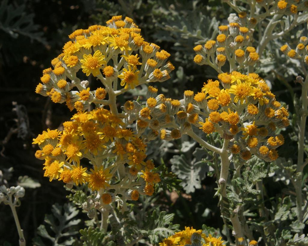 Jacobaea maritima (door Willem Braam)