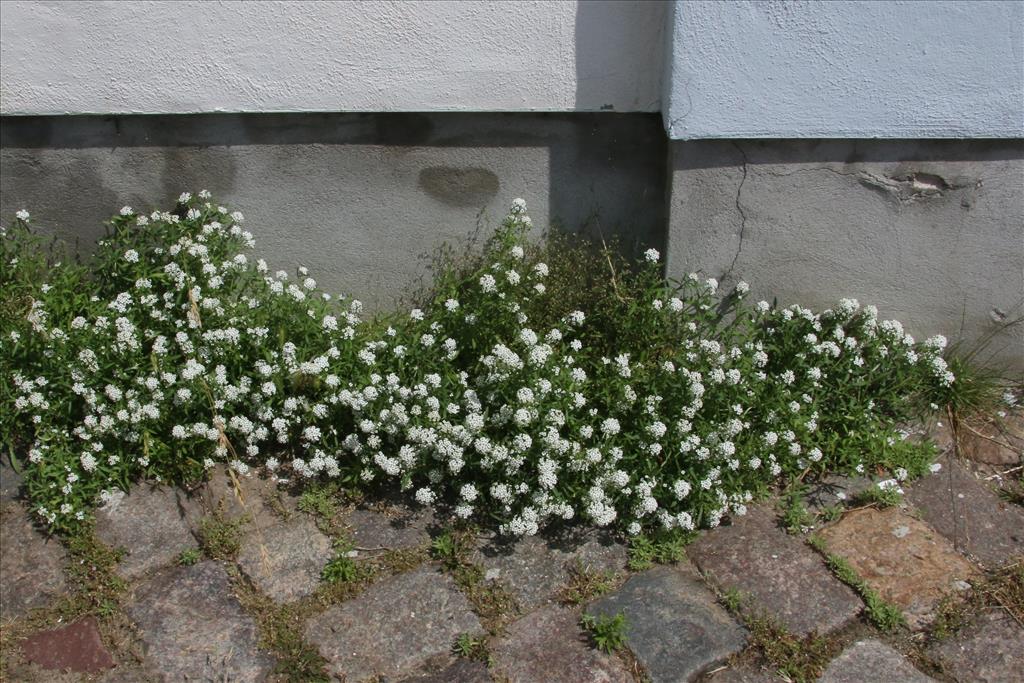 Lobularia maritima (door Willem Braam)