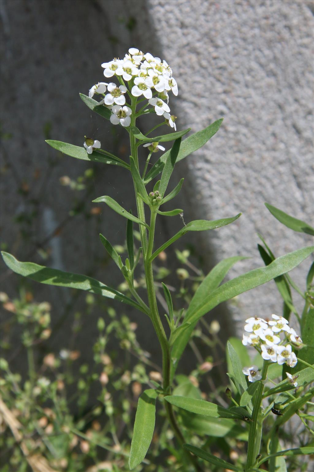 Lobularia maritima (door Willem Braam)