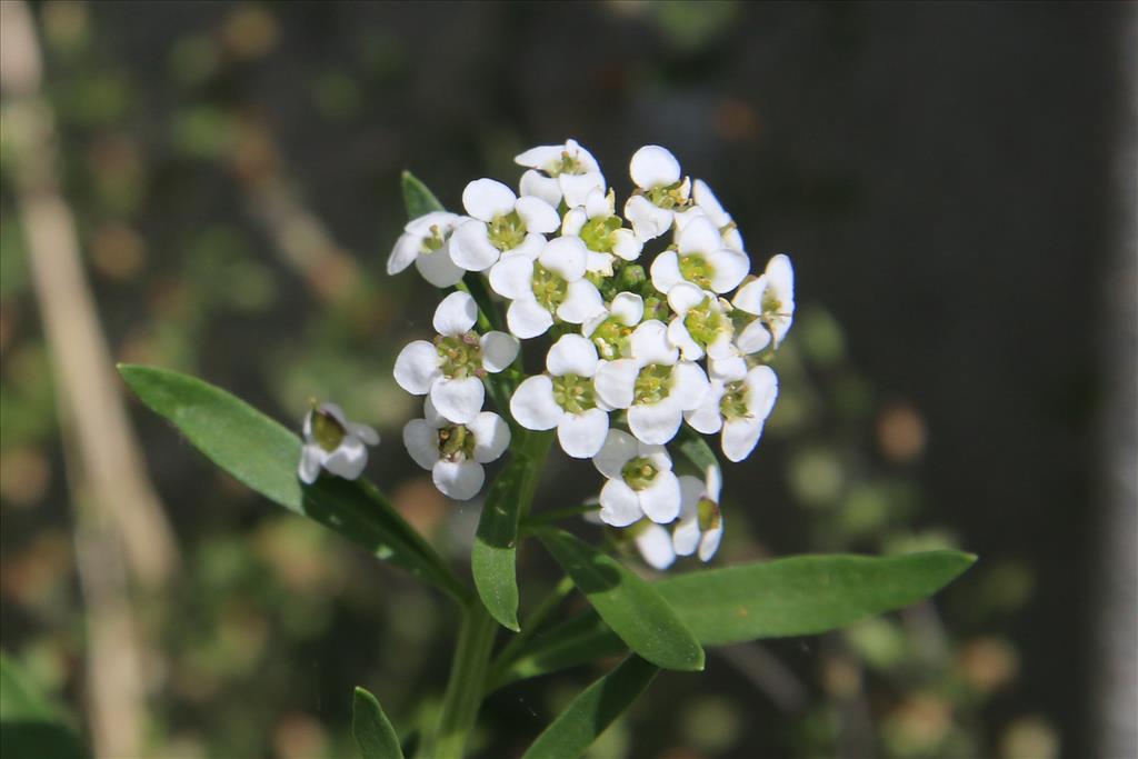 Lobularia maritima (door Willem Braam)