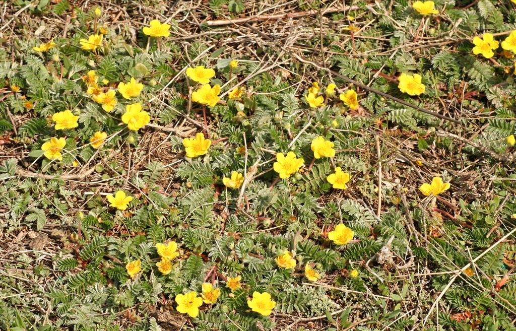 Potentilla anserina (door Willem Braam)