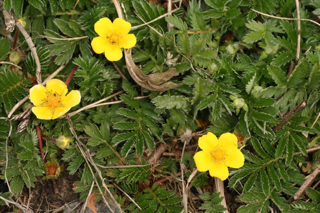 Potentilla anserina (door Willem Braam)