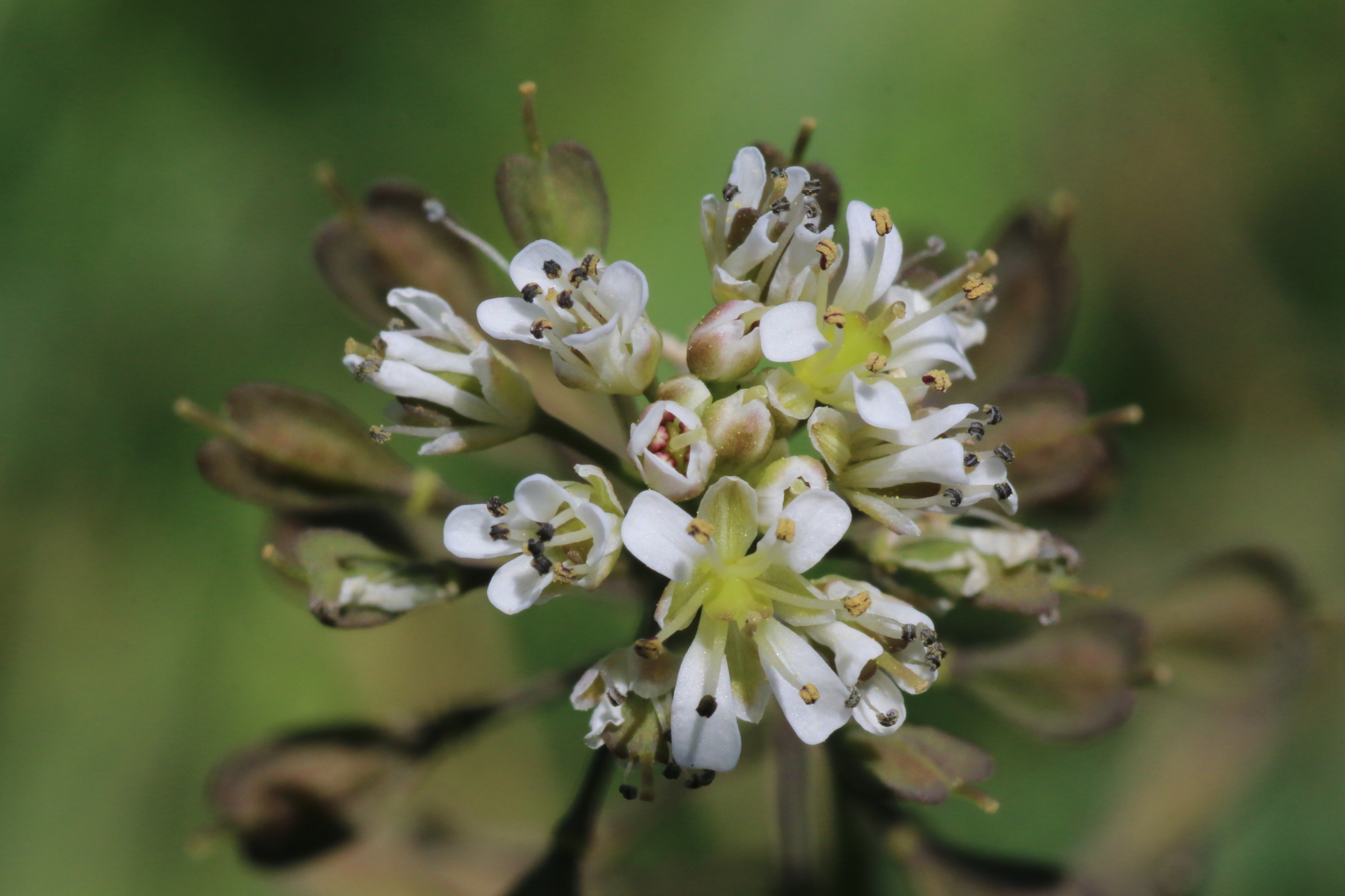 Noccaea caerulescens (door Willem Braam)