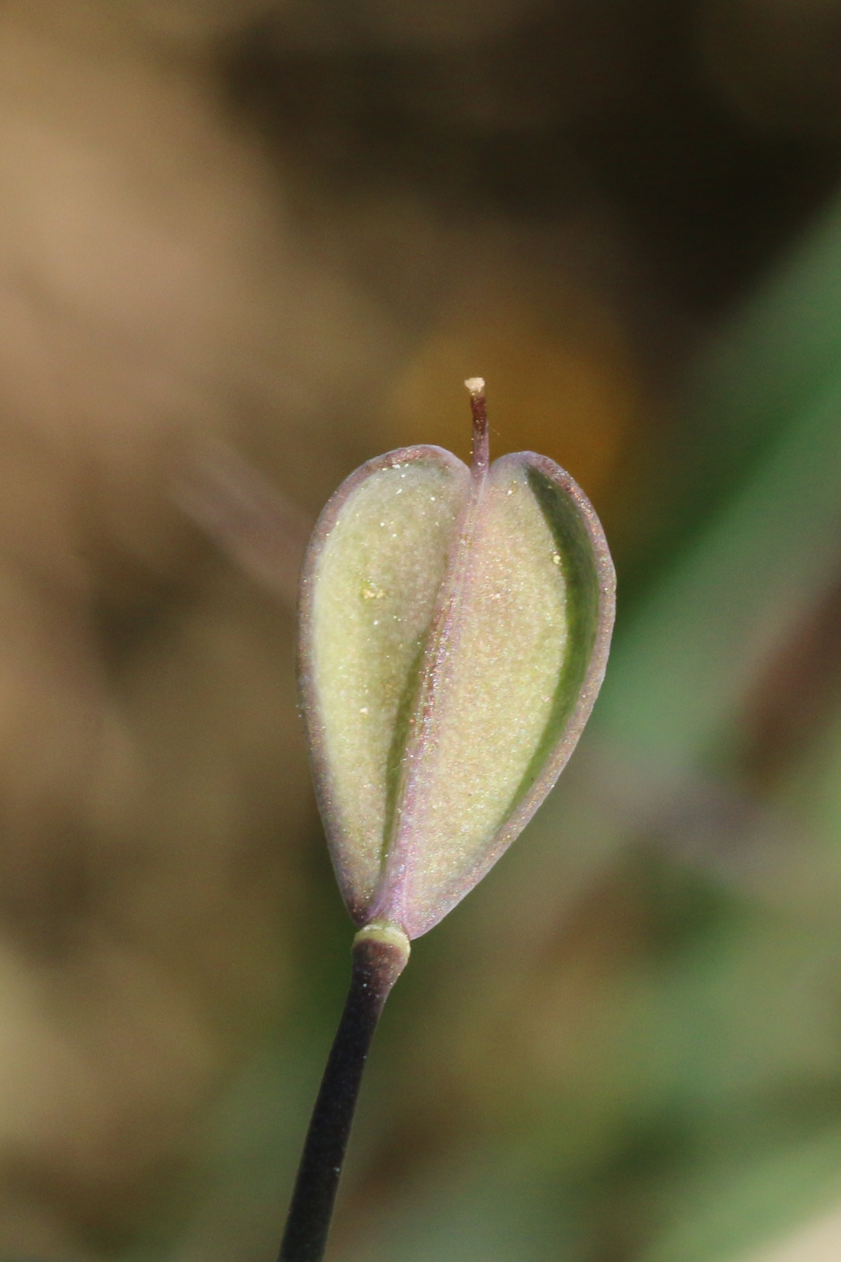 Noccaea caerulescens (door Willem Braam)