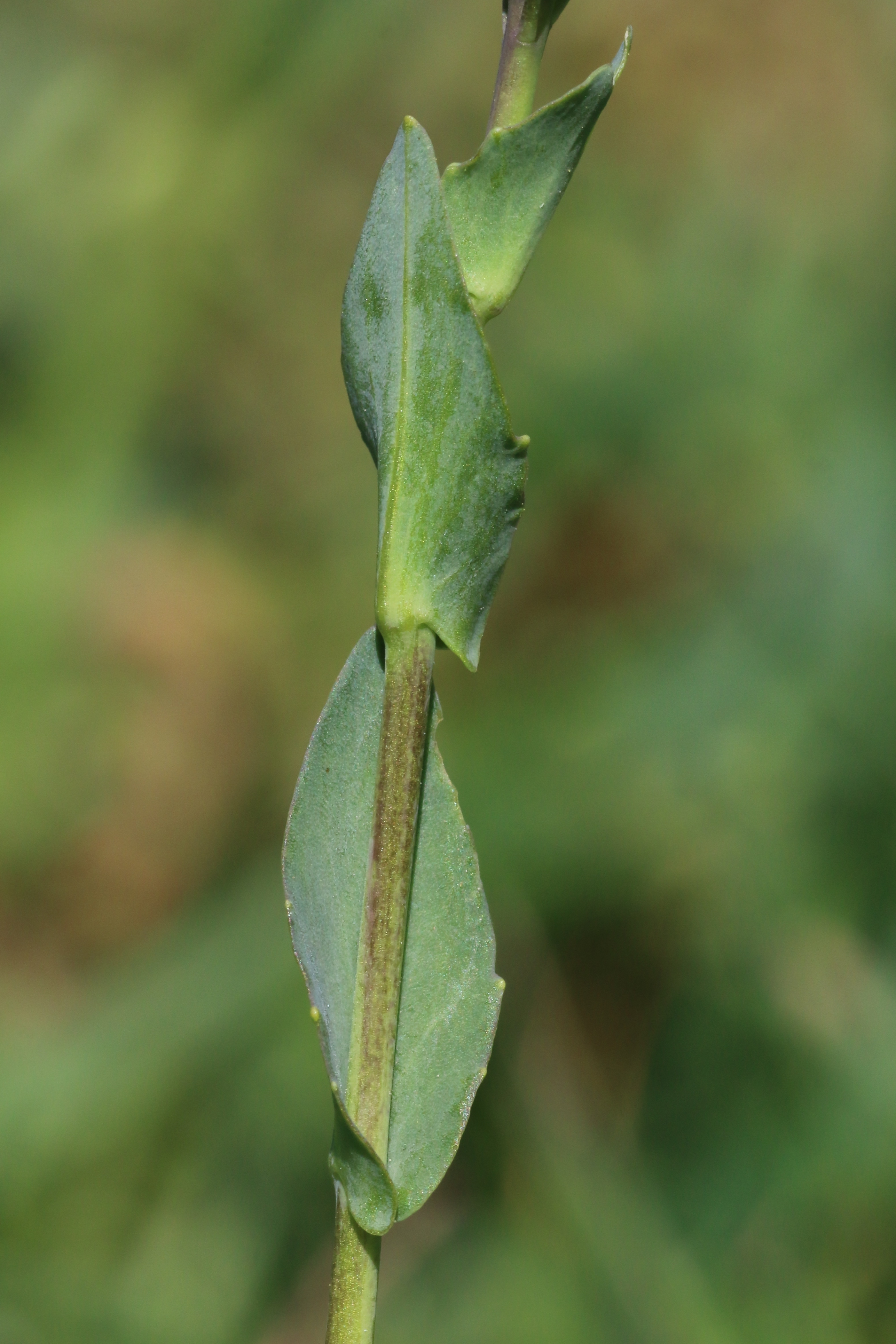 Noccaea caerulescens (door Willem Braam)