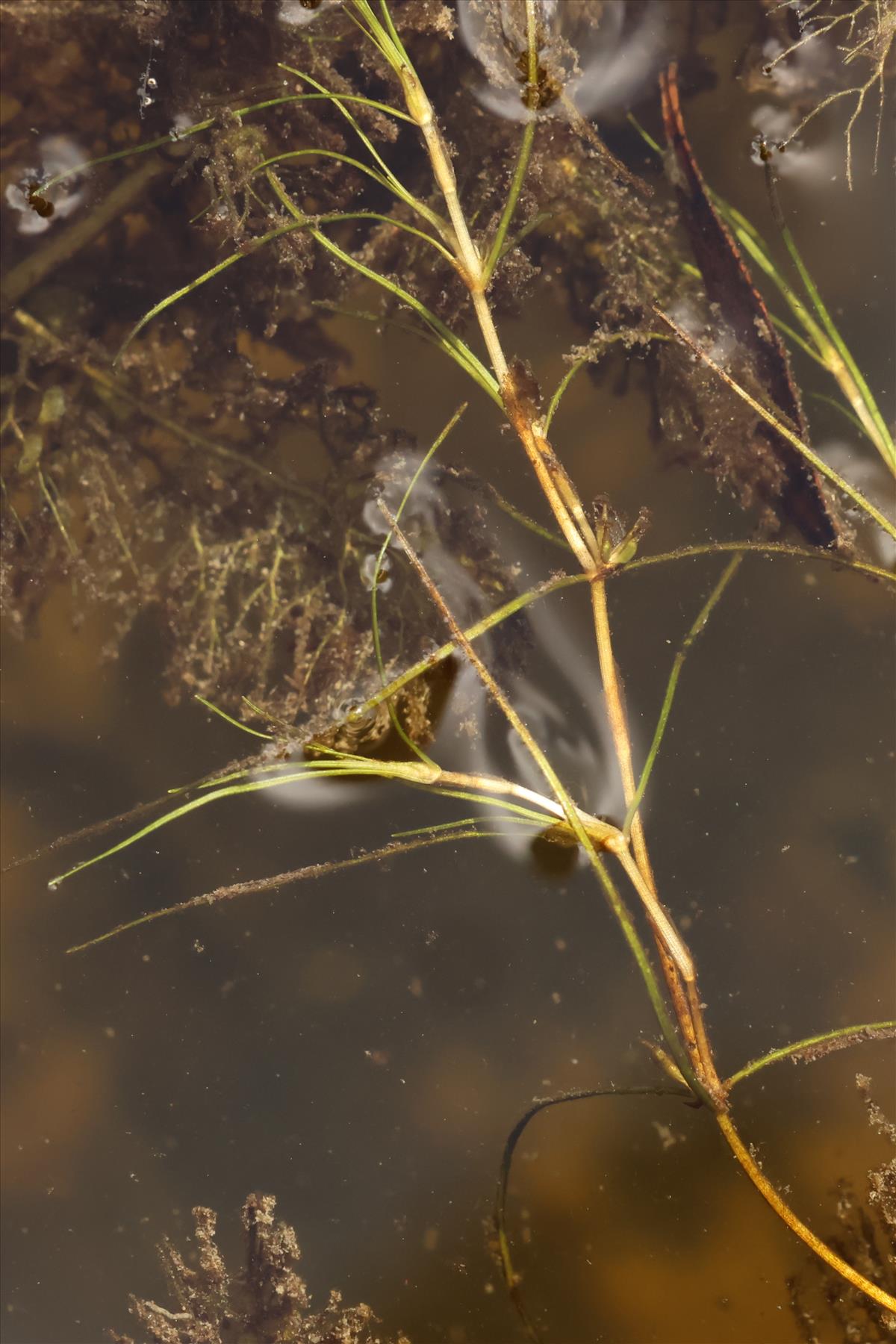 Zannichellia palustris subsp. palustris (door Willem Braam)