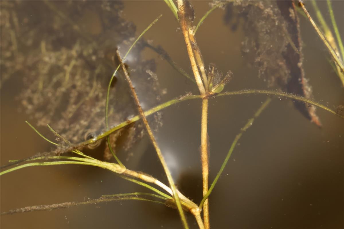 Zannichellia palustris subsp. palustris (door Willem Braam)