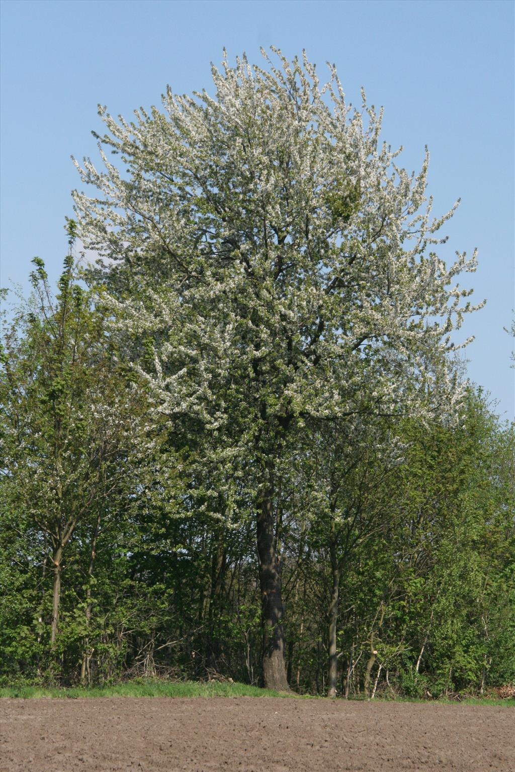 Prunus avium (door Willem Braam)