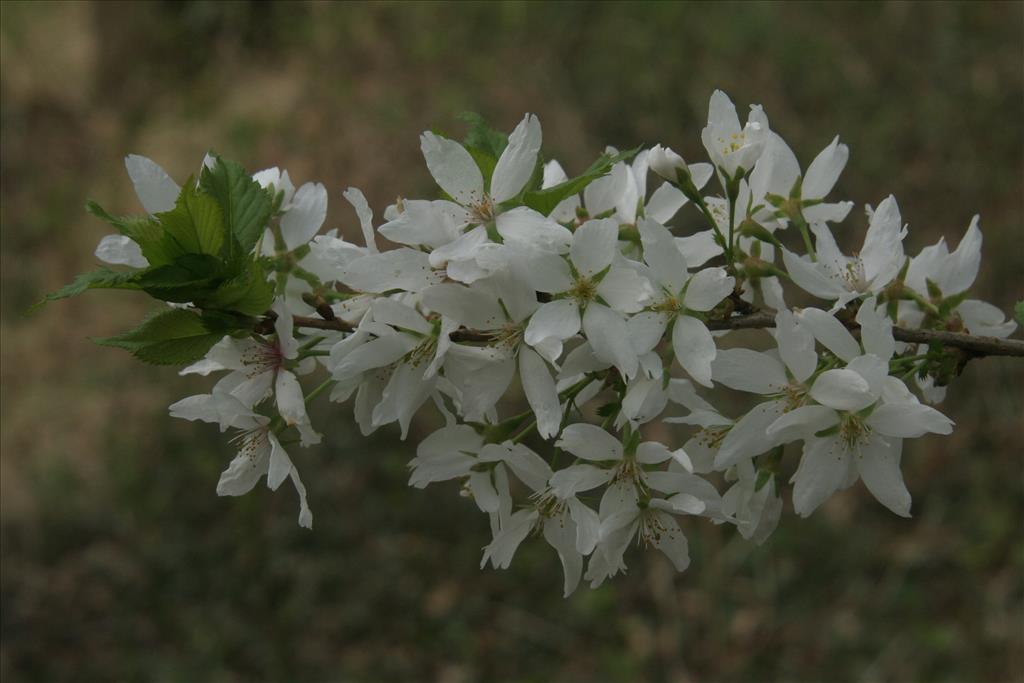 Prunus avium (door Willem Braam)