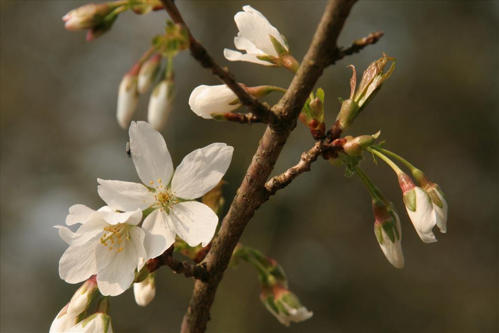 Prunus avium (door Willem Braam)