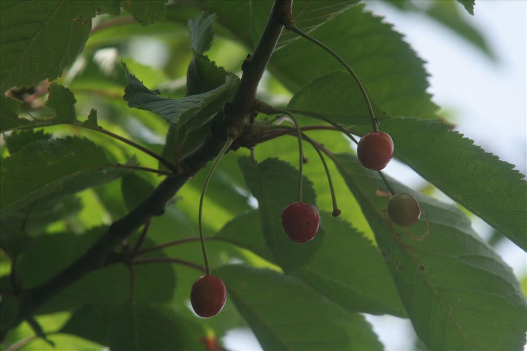 Prunus avium (door Willem Braam)
