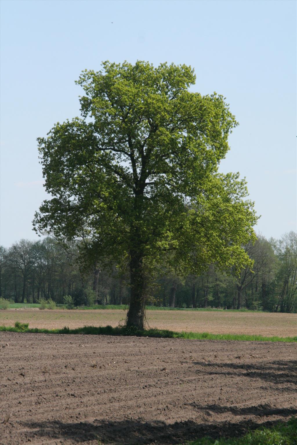 Quercus robur (door Willem Braam)