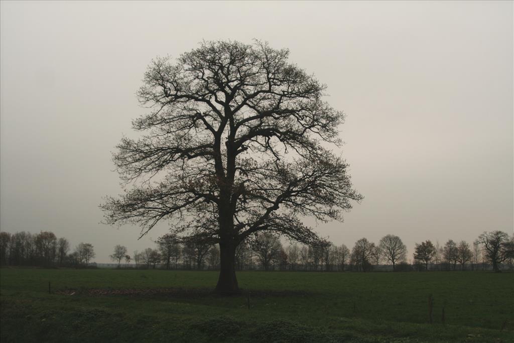 Quercus robur (door Willem Braam)