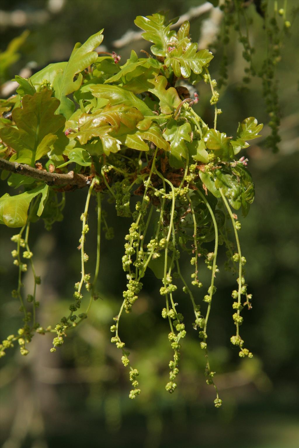 Quercus robur (door Willem Braam)